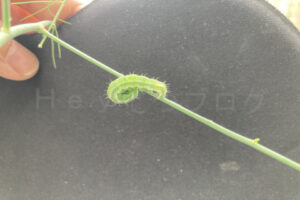 【家庭菜園】お手軽野菜で家庭菜園2025年10月第2週