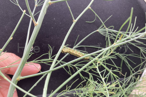 2025年10月第2週_アスパラガに幼虫がその２