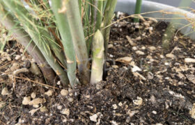 【家庭菜園】お手軽野菜で家庭菜園2025年10月第3週