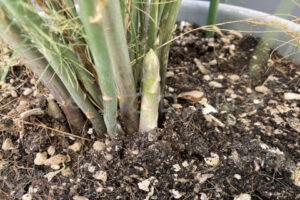 【家庭菜園】お手軽野菜で家庭菜園2025年10月第3週