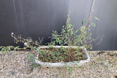 2025年10月第3週_花もすっかり枯れました