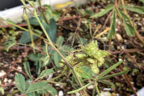2025年10月第3週_枝豆ことオジギソウの種が順調にできています。