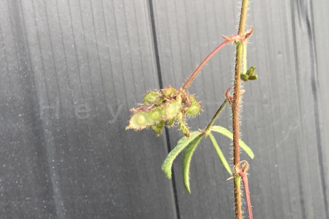 2025年10月第3週_あとは茶色く乾燥したら出来上がり