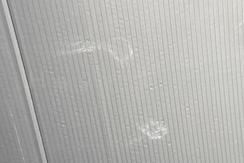 2025年10月第3週_プライバシー用の黒ダンプラにオジギソウの花の部分がふれるとこのような白い花粉の跡が付きます。