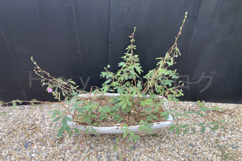 2025年10月第2週_おじぎそうは成長ストップ