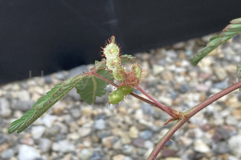 2025年10月第2週_枝豆のような種が出来始めました