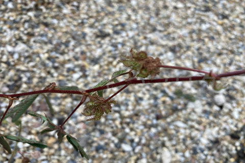 2025年10月第2週_人口受粉箇所でもできています