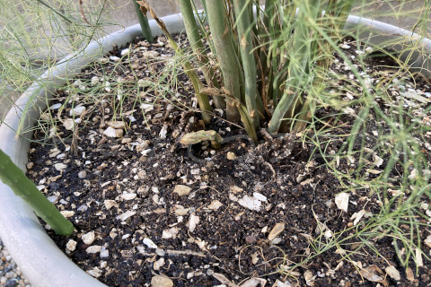 2025年11月第1週_アスパラガスの様子