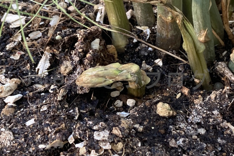 2025年11月第1週_新芽がかなり少なくなってきました