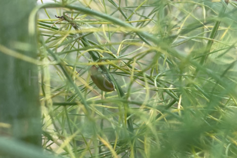 2025年11月第1週_アスパラガスに招かれざる者