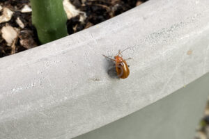 【家庭菜園】お手軽野菜で家庭菜園2025年11月第1週