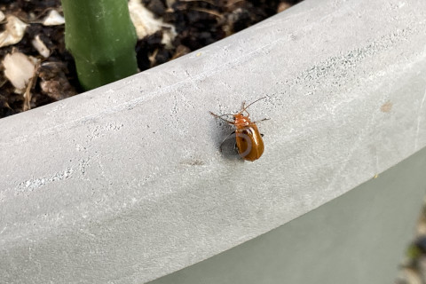 2025年11月第1週_アスパラガスにまさかのウリハムシ02