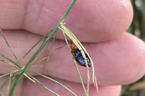 2025年11月第1週_アスパラガスにまさかのウリハムシ01