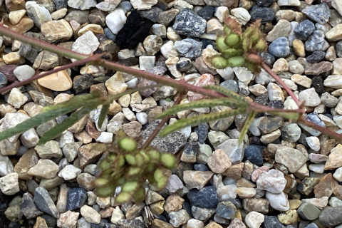 2025年11月第1週_おじぎそうの種