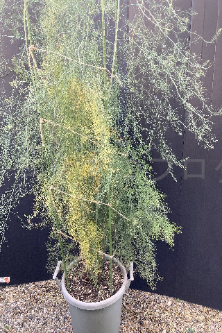 2025年11月第2週_アスパラガス