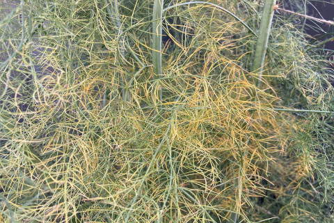 2025年11月第2週_アスパラガスが黄色く枯れ始めてきました