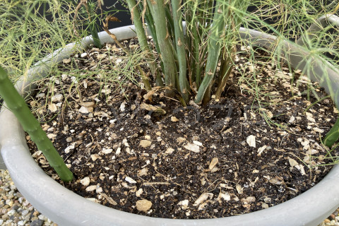 2025年11月第2週_アスパラガス