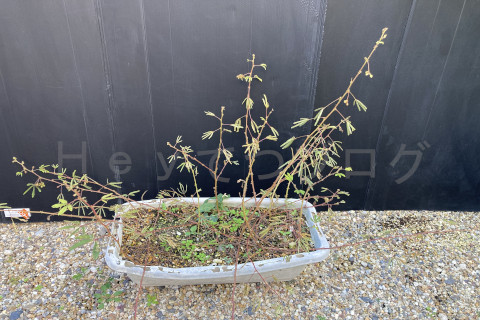 2025年11月第2週_オジギソウ