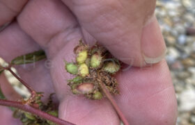 【家庭菜園】お手軽野菜で家庭菜園2025年11月第2週