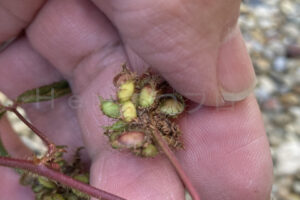 【家庭菜園】お手軽野菜で家庭菜園2025年11月第2週