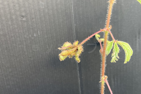 2025年11月第2週_おじぎそうの種のようす