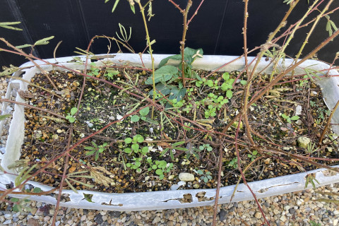 2025年11月第2週_おじぎそうのプランター