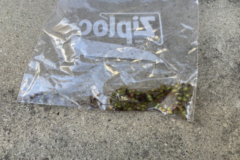 2025年11月第2週_採取したオジギソウの種