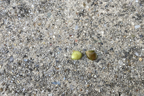 2025年11月第2週_オジギソウの種