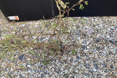 2025年11月第2週_オジギソウの全体