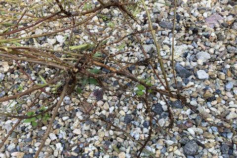 2025年11月第2週_オジギソウの根っこ