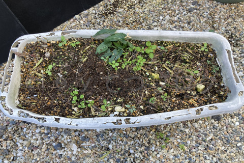2025年11月第2週_プランターからオジギソウを抜いたところ