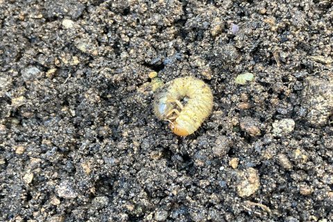 2025年11月第2週_おじぎそうのプランターにヨウトウガの幼虫がいました