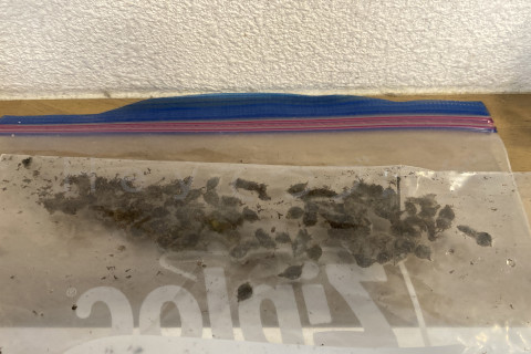 2025年11月第2週_おじぎそうの種収穫