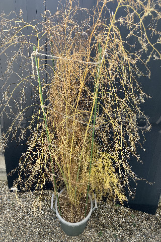 2025年12月第4週_アスパラガス