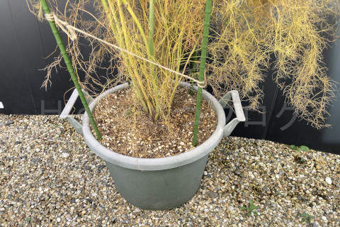 2025年12月第4週_アスパラガスの根元