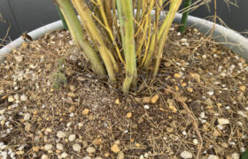 【家庭菜園】お手軽野菜で家庭菜園2026年1月第1週