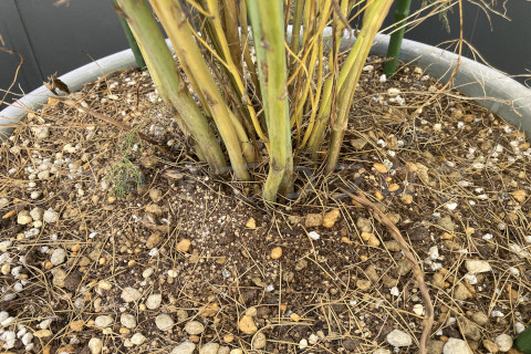 2025年12月第4週_新芽は生えてこないみたい