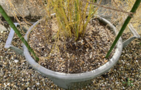 【家庭菜園】お手軽野菜で家庭菜園2025年12月第4週