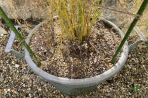 【家庭菜園】お手軽野菜で家庭菜園2025年12月第4週