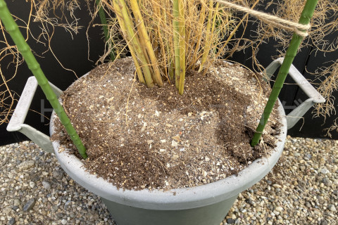 2026年1月第1週_アスパラガスに追肥