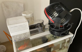 【金魚日和】気化熱で水温を下げてみた結果(猛暑対策編)