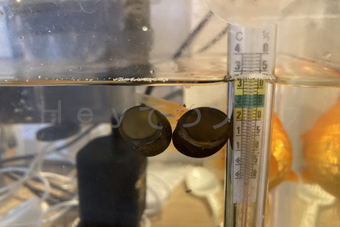 金魚日予知2507a_いつも仲良しのイシマキガイ