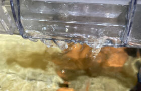 【金魚日和】ろ過装置の水量に注意