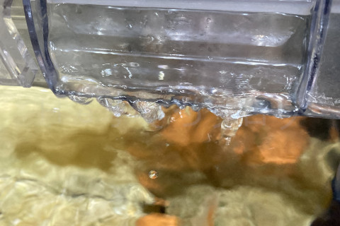 金魚日予知2508a_2週間後