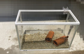 【金魚日和】夏の水槽掃除と便利グッズ