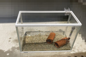 【金魚日和】夏の水槽掃除と便利グッズ