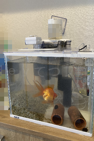 金魚日予知2508c_水槽お掃除03