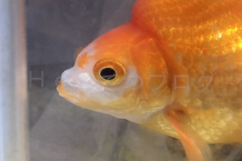 金魚日予知2508d_ドキンちゃん01