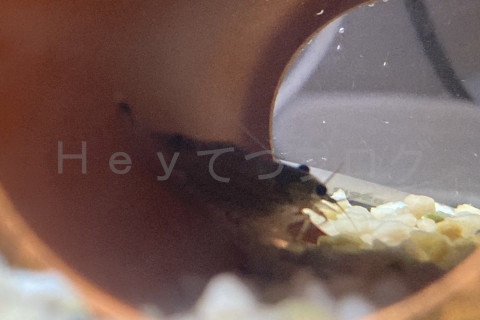 金魚日予知2508d_お掃除スタッフ01