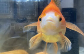 【金魚日和】金魚日和のマスコット「ドキンちゃん」特集